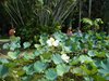 mauritius feb 09-18 botanic gardens 8