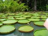 mauritius feb 09-18 botanic gardens 6