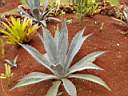 agave.JPG