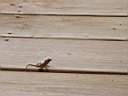 lizard.jpg